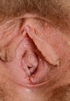 Apricot Pitts in young and hairy, Apricot Pitts (apr024) ATK Natural & Hairy: Apricot Pitts (Apricot Pitts in young and hairy)