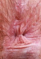 Annabelle Lee hopes you like hairy redheads, Annabelle Lee (cri007) ATK Natural & Hairy: Annabelle Lee (Annabelle Lee hopes you like hairy redheads)
